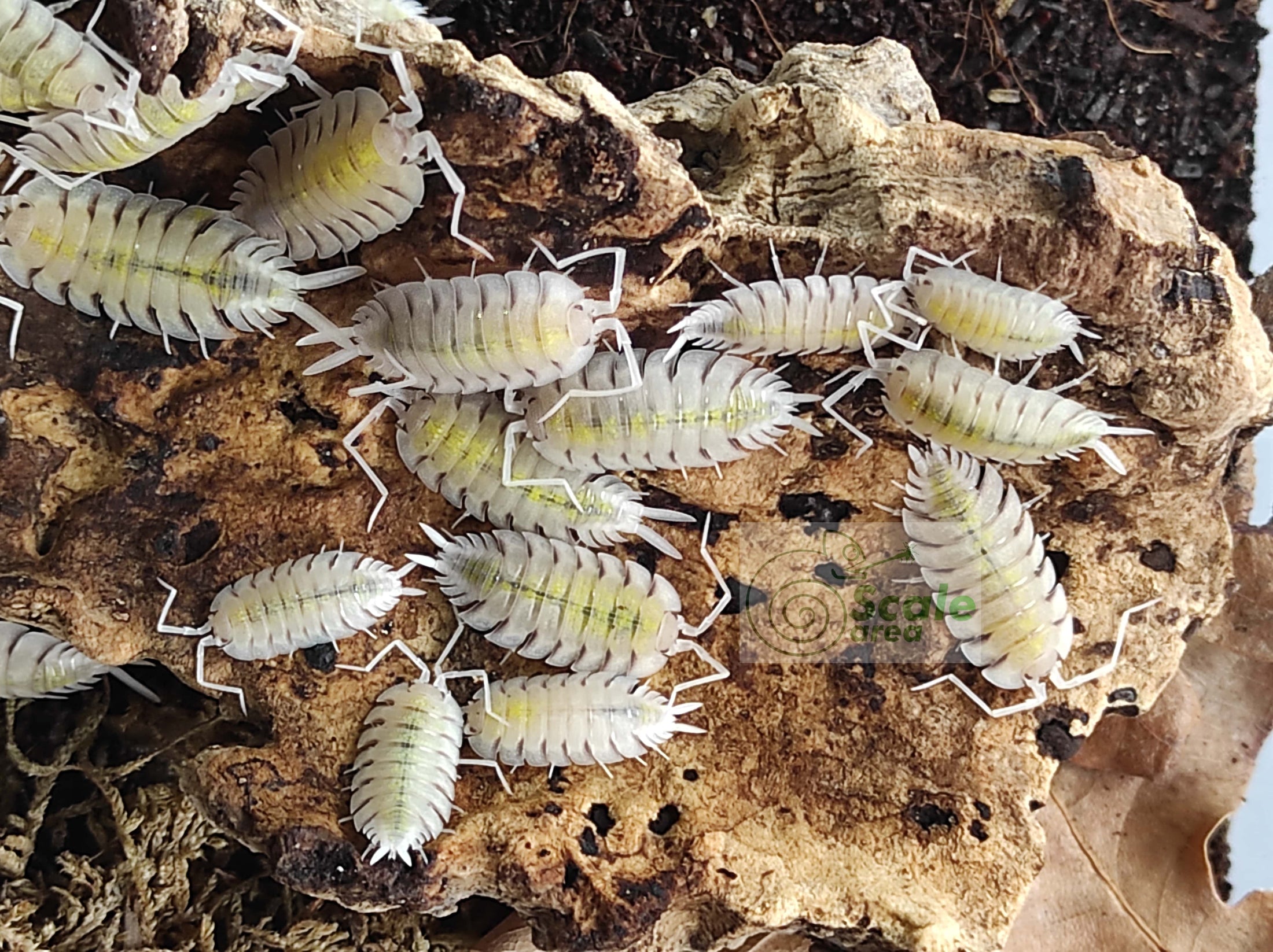 Maintenance and reproduction of terrestrial isopods in captivity ...