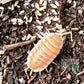 Porcellio hoffmannseggi "Orange"