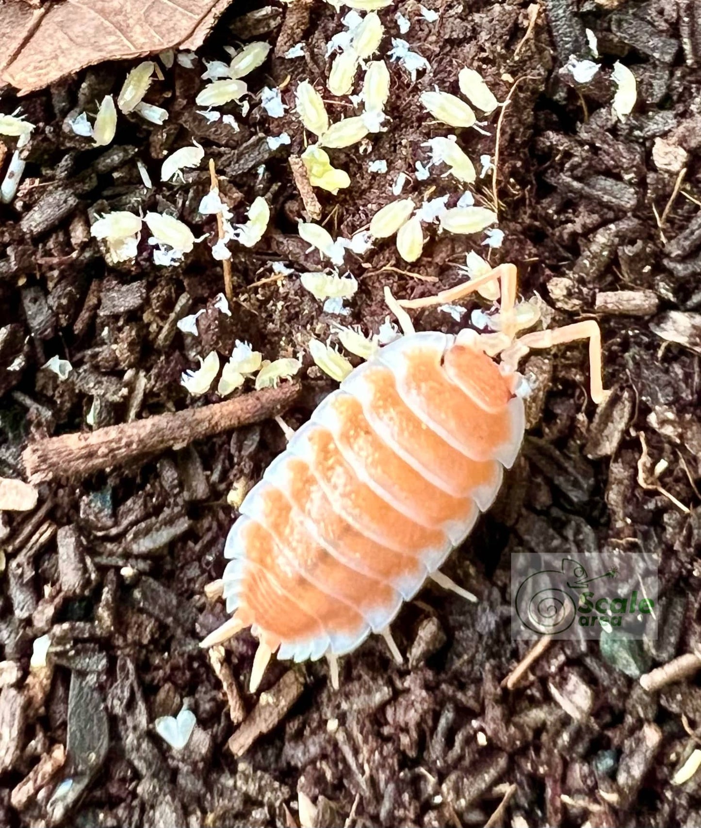 Porcellio hoffmannseggi "Orange"