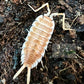 Porcellio hoffmannseggi "Orange"