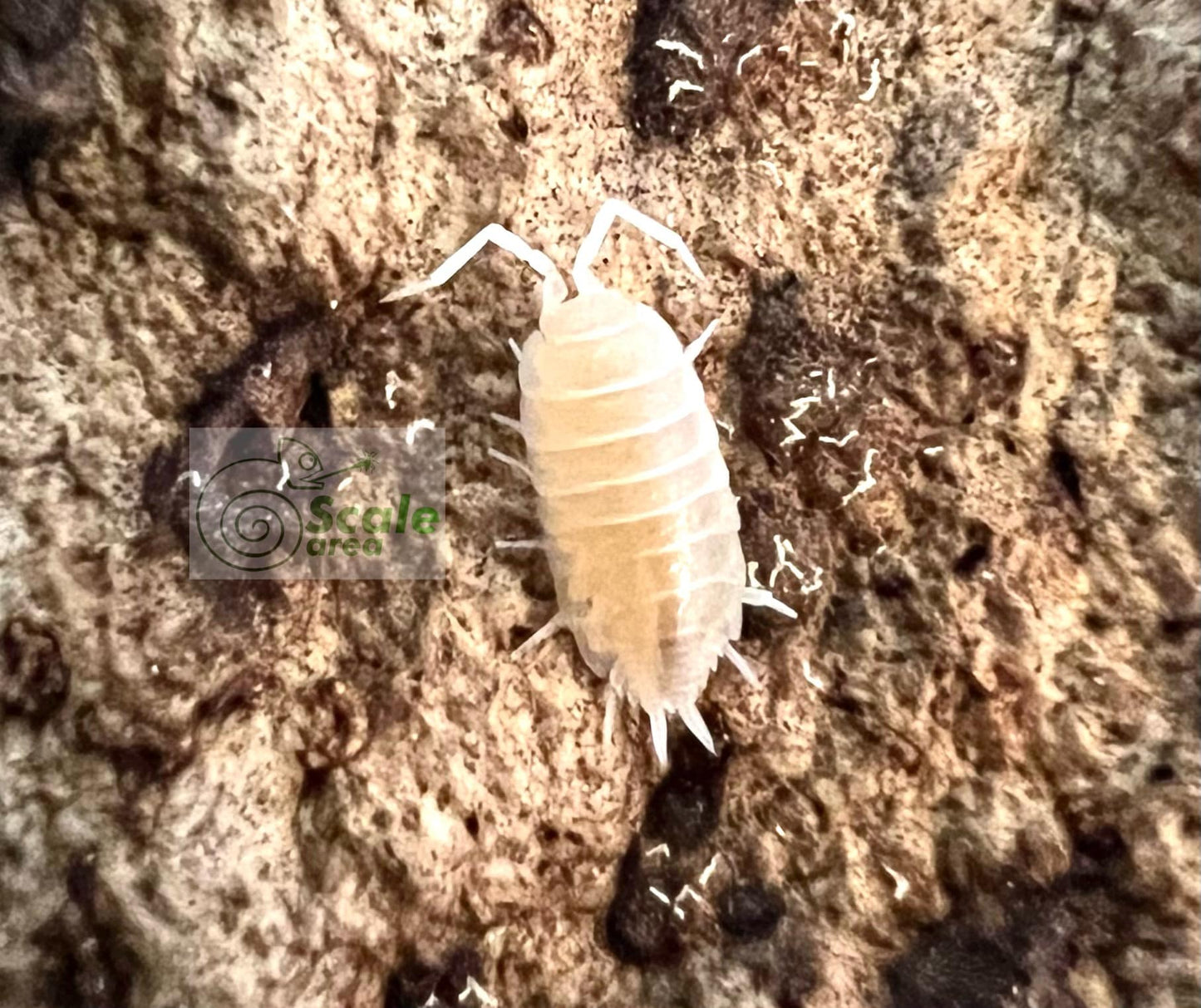 Porcellionides pruinosus "White"