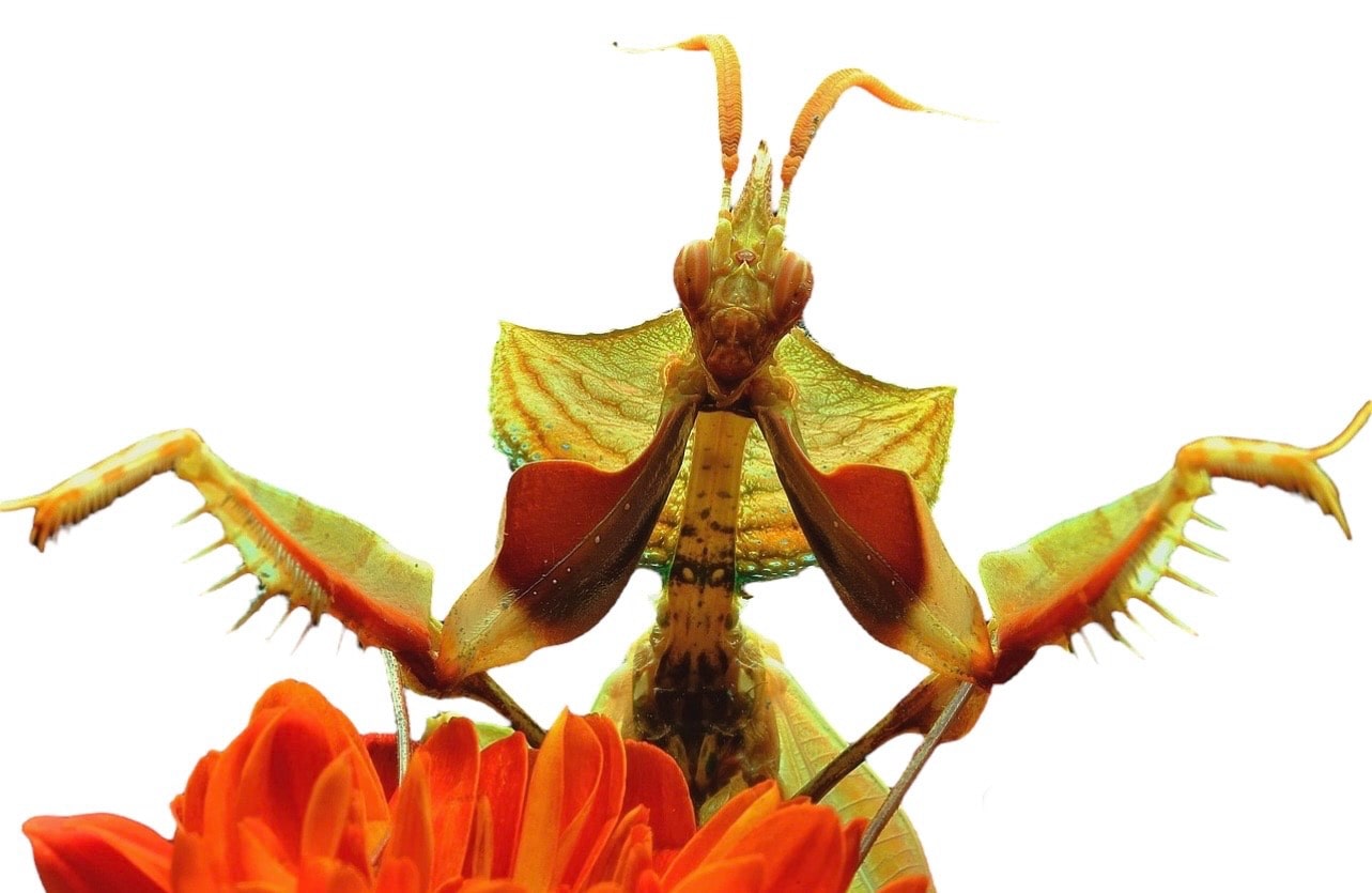 Idolomantis Diabolica (Mantis flor del diablo)