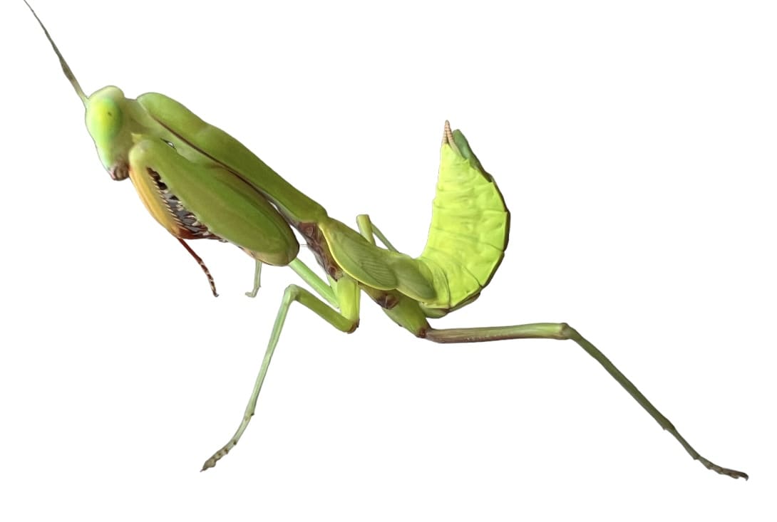 Hierodula majuscula (Giant Australian rainforest mantis)