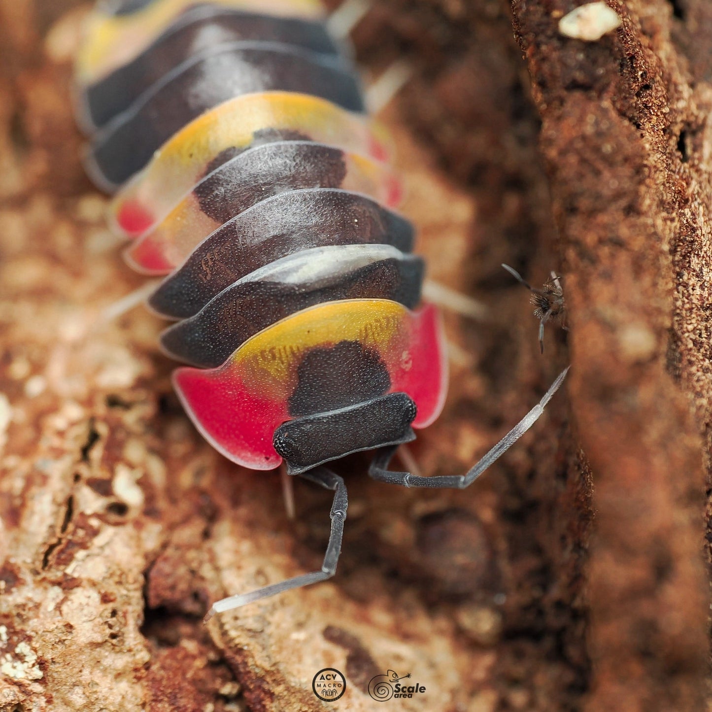 Merulanella sp. "Tricolor"