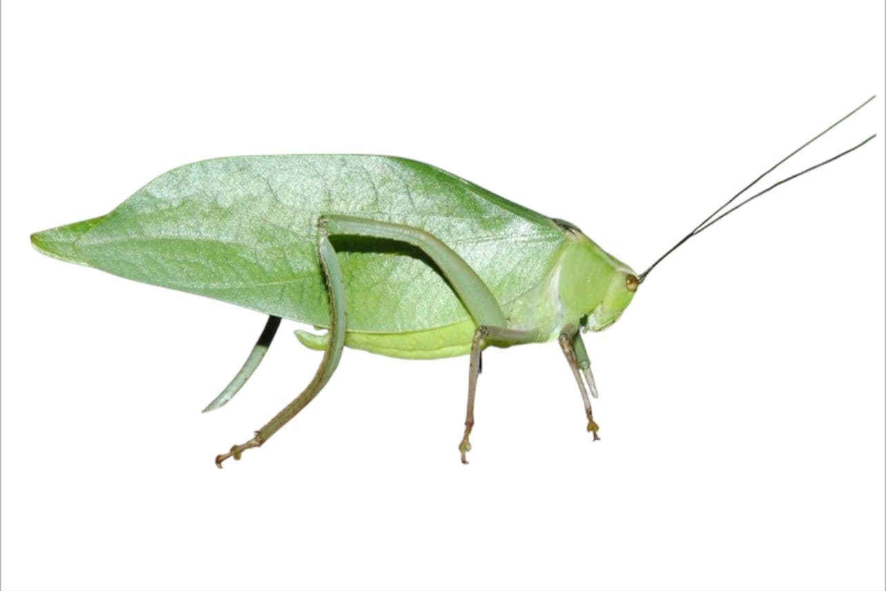 Saltamontes hoja (Stilpnochlora couloniana)