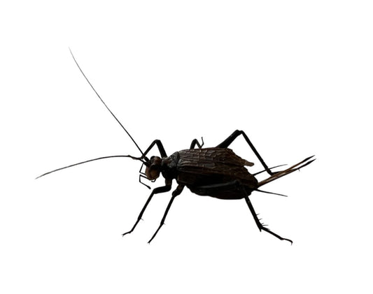 Homoegryllus xanthographus (grillo etíope)