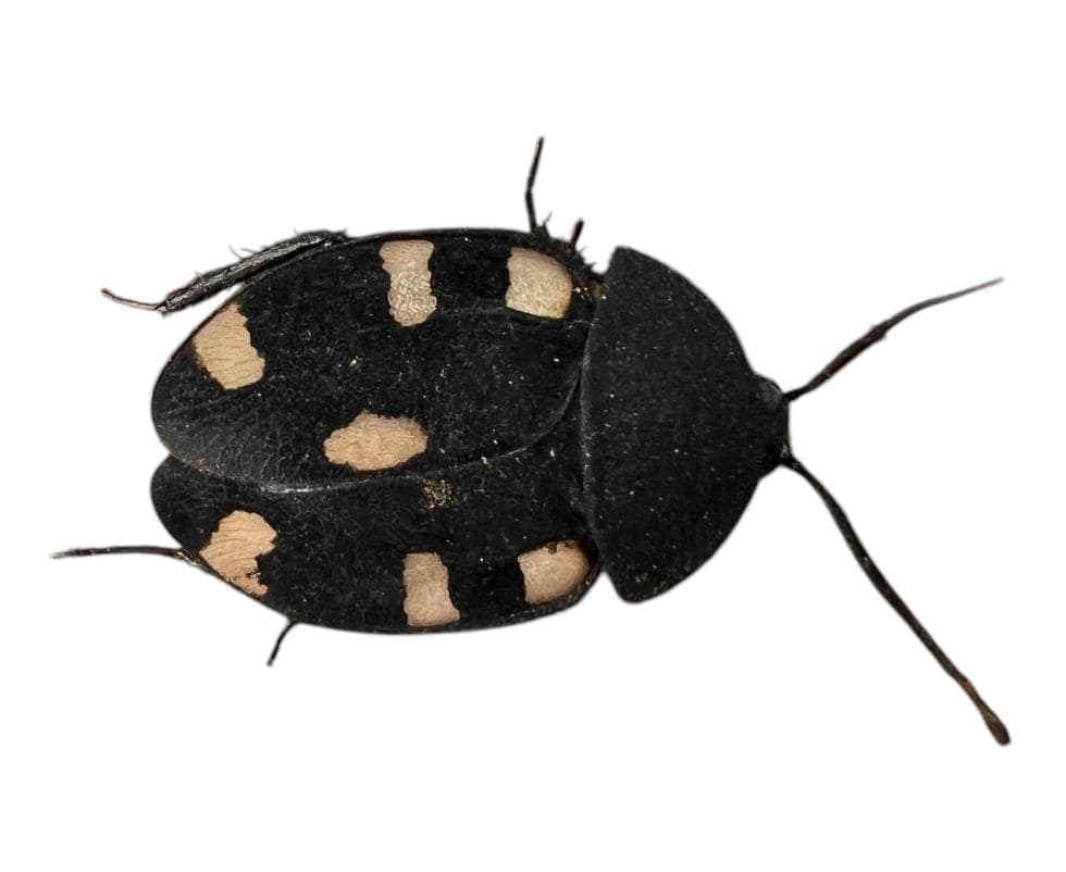 Therea bernhardti (Cucaracha Dominó)