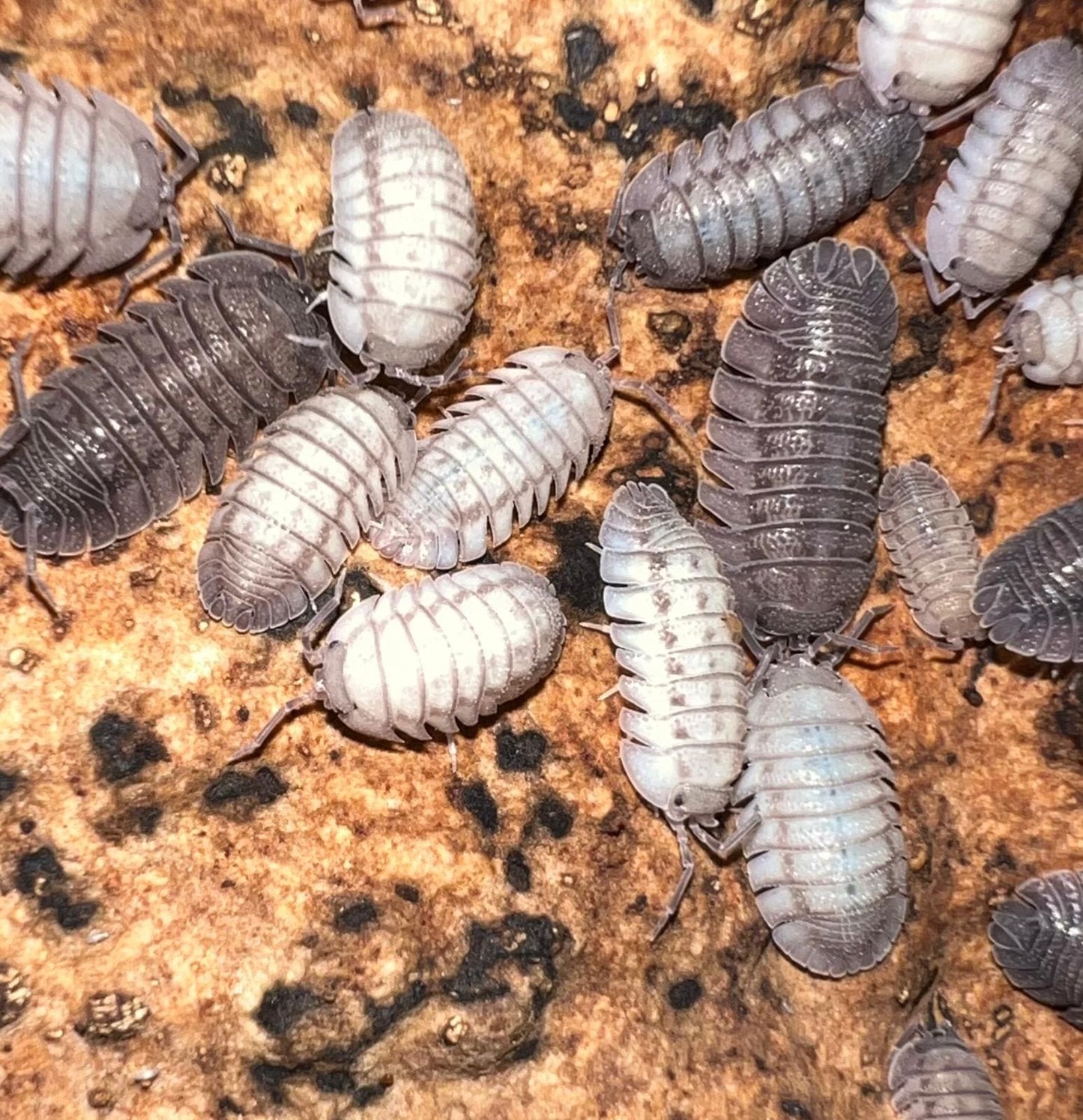 Armadillidium peraccae "Silver"