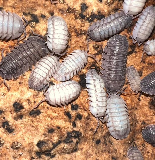 Armadillidium peraccae "Silver"